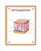 Mensch integumentär System Poster Clip Art Karikatur Stil, Vektor Design. verwenden im Krankenhaus oder Klinik Mauer Poster Karikatur Konzept. integumentär System Diagramm Karikatur. Krankenhaus, Klinik Abteilungen Konzept