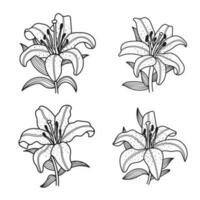 lilja blomma uppsättning, vektor illustration, på vit bakgrund
