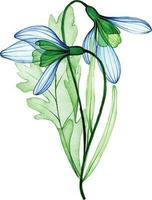 Aquarell Zeichnung. Strauß, Komposition von transparent Schneeglöckchen Blumen. Frühling Strauß, Dekoration zum Postkarte vektor
