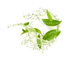 grön te löv med dryck stänk droppar, vatten vektor