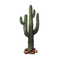 kaktus i öken- tecknad serie vektor och illustration, hand dragen kaktus isolerat på vit bakgrund. peyote i de stenar av de öken. vilda djur och växter sahara vektor illustration