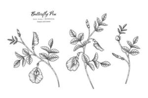 fjäril ärter blomma och blad handritad botanisk illustration med konturteckningar vektor