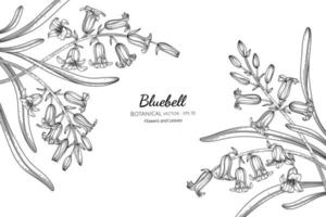 blåklocka blomma och blad handritad botanisk illustration med konturteckningar vektor