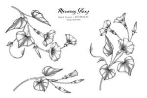 morning glory blomma och blad handritad botanisk illustration med kontur vektor