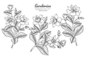 handritad gardenias blommor och blad vektor