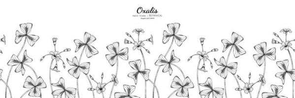 oxalis blomma och blad handritad botanisk illustration med konturteckningar vektor