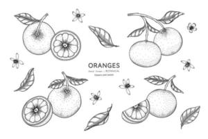 Orangenfrucht handgezeichnete botanische Illustration mit Strichzeichnungen vektor
