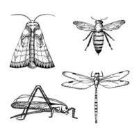 insekter illustration med gräshoppa, fjäril, bi, trollslända på isolerat vit bakgrund.svart och vit klotter. hand dragen design element vektor