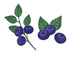 blåbär växt hand dragen vild bär och löv av de bra blåbär växt. design element. vektor illustration på isolerat vit bakgrund
