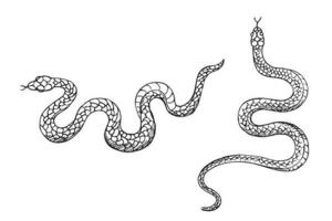 Schlangen Tier Vektor Illustration Hand gezeichnet auf isoliert Weiß Hintergrund. Design Element Schlange zum Vorlage, Etikett, drucken, Horoskop, T-Schuss, Tätowierung, Logo