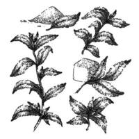 stevia växt blad uppsättning skiss hand dragen vektor