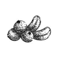 Cranberry Preiselbeere Obst skizzieren Hand gezeichnet Vektor