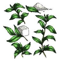 Stevia Pflanze Blatt einstellen skizzieren Hand gezeichnet Vektor