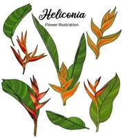 Heliconia Blumen Färbung Buch Hand gezeichnet Illustration vektor