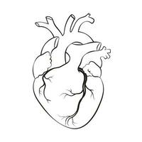 Mensch Herz. anatomisch realistisch Linie Kunst, Vektor Illustration