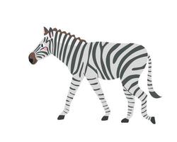 niedliches Zebra auf weißem Hintergrund im flachen Stil der Karikaturvektorillustration vektor