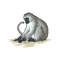 langschwänzig Affe oder Affe mit Licht Haar. afrikanisch Affe ist suchen zum Essen auf das Boden isoliert auf Weiß Hintergrund. vektor