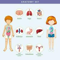 Anatomie der Infografik der Information des menschlichen Körpers vektor