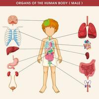 manlig mänsklig anatomi, inre organ diagram, fysiologi, strukturera, medicinsk yrke, morfologi, friska vektor