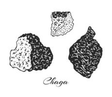 uppsättning av chaga svamp handskissade illustration. medicinsk svamp skiss teckning isolerat på vit vektor