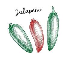 jalapeno. chili peppar pod. bläck skiss isolerat på vit bakgrund. hand dragen vektor illustration. retro stil.