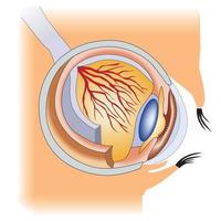 strukturen för den mänskliga ögat medicinsk anatomi ansiktsdel vektor