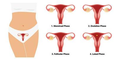 das Phase von das Menstruation- Zyklus weiblich reproduktiv System Vektor Illustration