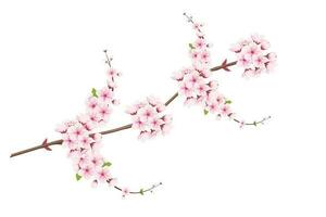 Kirsche blühen und Sakura Blume. Kirsche blühen Vektor. Kirsche Knospe. Rosa Sakura Blume vektor