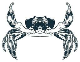 skaldjur djur- krabba gravyr teckning vektor hand skiss årgång stil