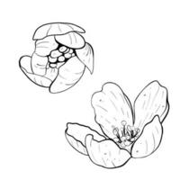 vektor illustration uppsättning av två blommor av körsbär, sakura, äpple, plommon, vild körsbär plommon, fågel körsbär. svart översikt av kronblad, grafisk teckning. för vykort, design och sammansättning, utskrift, klistermärke