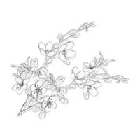 vektor illustration av blomning grenar av körsbär, sakura, äpple, plommon, vild körsbär plommon, fågel körsbär. realistisk svart översikt av blommor, knoppar och löv, grafisk teckning. för kort, skriva ut, klistermärken