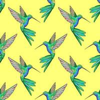 kolibri, colibri fågel sömlös mönster, bakgrund vektor