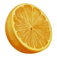 Orange Obst Scheibe. Hand gezeichnet Aquarell Illustration mit Hälfte von Zitrusfrüchte Essen auf Weiß isoliert Hintergrund. Zeichnung von saftig tropisch Clementine zum Symbol oder Logo Produkt Etikett. realistisch skizzieren vektor