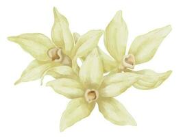 vanilj blommor. hand dragen vattenfärg illustration av beige orkidéer på vit isolerat bakgrund. mat ingrediens för arom terapi. ört- kryddor för mat märka. sammansättning för grundläggande olja vektor
