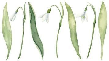 snödroppe blommor uppsättning med grön löv. hand dragen vattenfärg illustration av vår skog vild växt på isolerat vit bakgrund. botanisk teckning för hälsning kort eller bröllop inbjudningar vektor