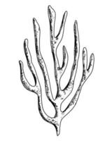 vektor hav korall. hand dragen illustration av under vattnet rev på vit isolerat bakgrund. undervattenskablar gravyr målad förbi svart bläck för ikon eller logotyp. marin växt för design i nautisk stil