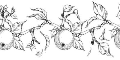 hand dragen bläck äpple frukter, grenar och löv, svartvit vektor, detaljerad översikt sömlös horisontell baner. isolerat på vit bakgrund design för vägg konst, bröllop, skriva ut, tyg, omslag, kort. vektor