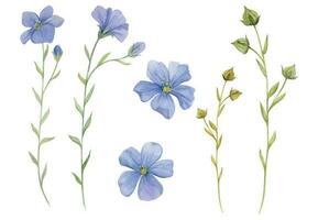 hand dragen vattenfärg blå och grön lin Linné blomma, löv knoppar frön. naturlig växt. botanisk illustration isolerat objekt uppsättning på vit bakgrund. för affär logotyp skriva ut, hemsida, kort, häfte. vektor