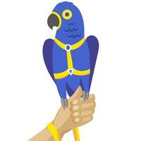 dunkel Blau Papagei, Hyazinthe Ara oder Hyazinth Ara im Geschirr und Leine auf Mensch Hand - - Vektor Illustration