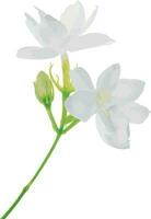 abstrakt av arab jasmin blomma på vit bakgrund. vetenskaplig namn jasminum sambac vektor