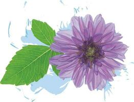 abstrakt von Dahlie Blume mit Blatt auf Weiß Hintergrund. wissenschaftlich Name Dahlie Ohrmuschel cav vektor
