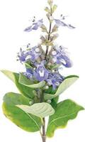 abstrakt das Blume von indisch wild Pfeffer, Milla Pflanze mit Blatt auf Weiß Hintergrund. wissenschaftlich Name vitex trifolia vektor