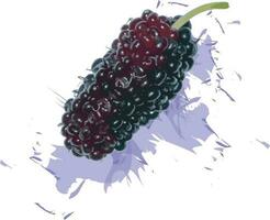 abstrakt av mullbär frukt med Färg spridning på vit bakgrund. vektor