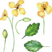 einstellen von Schöllkraut medizinisch Pflanze Aquarell Illustration isoliert auf Weiß Hintergrund. Chelidonium Gelb Blume, nützlich Blume Hand gezeichnet. Design zum Etikett, Paket, Postkarte vektor