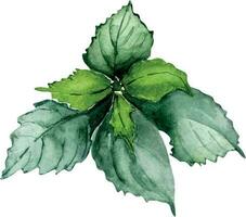 nässla ört- växt vattenfärg illustration isolerat på vit bakgrund. urtica dioica, grön löv, användbar ört hand ritade. design för märka, paket, vykort vektor