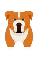Karikatur Hündchen Hunde Rassen Haustiere süß Figuren. eben Design von süß Hunde und Welpen Vektor Illustration.