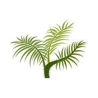 Palme Bäume sind isoliert auf Weiß Hintergrund. schön Palme Baum Illustration. Kokosnuss Baum Abbildungen vektor