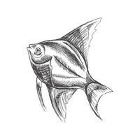 tropisch Fisch Illustration, Zeichnung, Gravur, Tinte, Linie Kunst, Vektor. Fisch skizzieren Hand Zeichnung. Vektor Wasser- einfarbig Illustration isoliert auf Weiß Hintergrund.