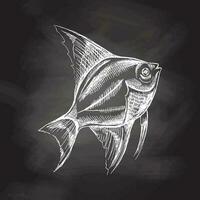 tropisk fisk illustration, teckning, gravyr, bläck, linje konst, vektor. fisk skiss hand teckning. vektor vatten- svartvit illustration isolerat på svarta tavlan bakgrund.