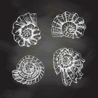 Muscheln, Ammonit Vektor Satz. Hand gezeichnet Weiß skizzieren Illustration. Sammlung von realistisch Skizzen von verschiedene Weichtiere Meer Muscheln von verschiedene Formen isoliert auf Tafel Hintergrund.